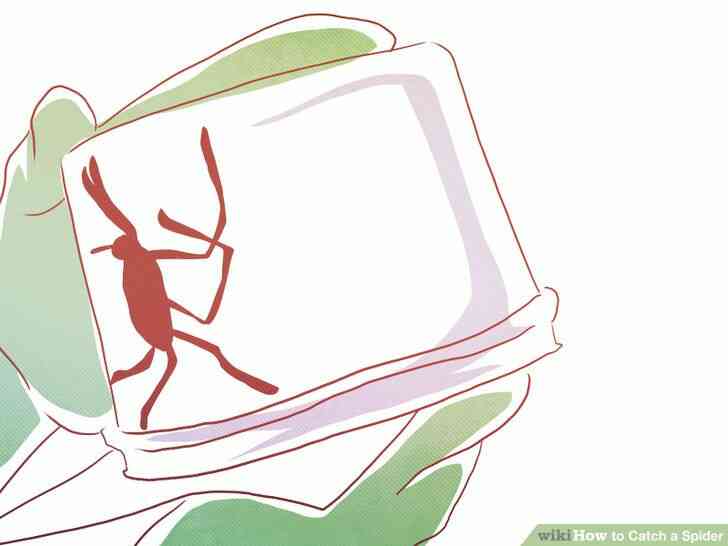 Image intitulée Attraper une Araignée Étape 5